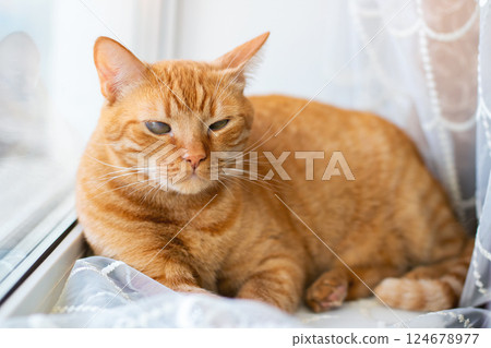 An orange tabby cat is comfortably laying on a sunny window sill 124678977