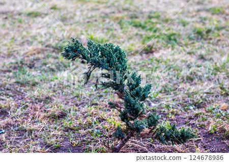 A small tree has begun to grow out of the ground in an open field A small tree has begun to grow out of the ground in an open field 124678986