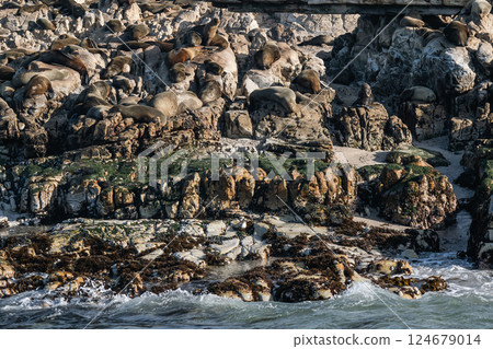 Large group, fur seals colony on rocky beach of Atlantic Ocean coast Large group, fur seals colony on rocky beach of Atlantic Ocean coast 124679014