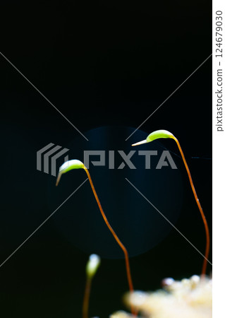 苔蘚芽像鶴和黑色背景 124679030
