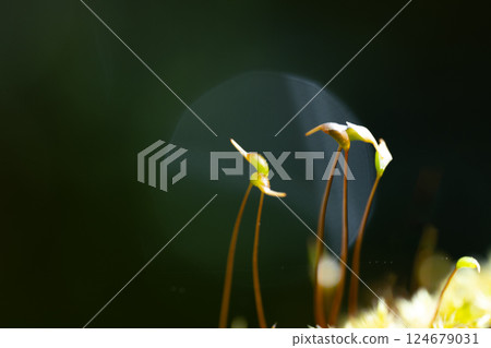 苔蘚芽像鶴和黑色背景 124679031