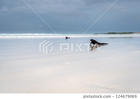 Marine iguana basking on Tortuga Bay beach, Galapagos, Ecuador Marine iguana basking on Tortuga Bay beach, Galapagos, Ecuador 124679069