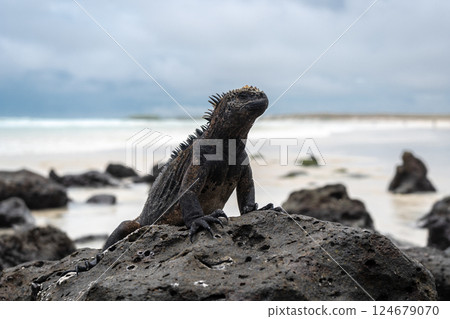 Marine iguana resting on rocks at Tortuga Bay beach, Galapagos, Ecuador Marine iguana resting on rocks at Tortuga Bay beach, Galapagos, Ecuador 124679070