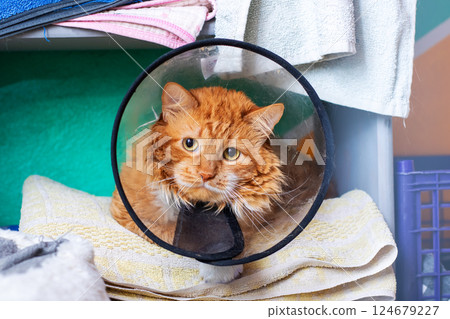 A charming orange cat sporting a plastic cone atop its head 124679227