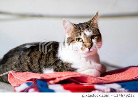 A cat is comfortably laying on a soft blanket, gazing at the camera 124679232