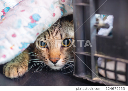 A cat is currently hiding underneath a warm blanket inside a cage 124679233