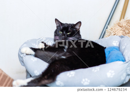 A black and white striped cat is comfortably laying in a dog bed 124679234