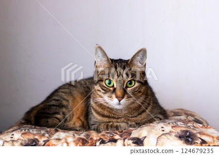 A cat with green eyes is on a pillow, looking at the camera A cat with green eyes is on a pillow, looking at the camera 124679235