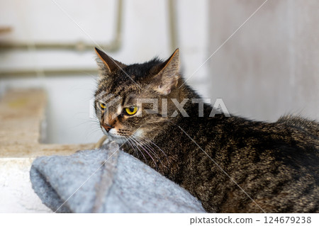 A cat is comfortably laying on a soft blanket, gazing at the camera A cat is comfortably laying on a soft blanket, gazing at the camera 124679238