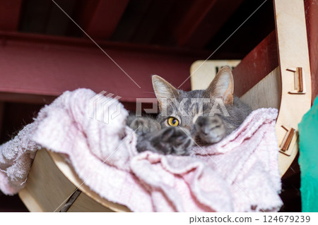 A fluffy cat lays on a soft pink blanket, curiously looking at the camera 124679239