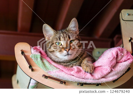 A fluffy cat is lazily laying on a pink and green towel A fluffy cat is lazily laying on a pink and green towel 124679240