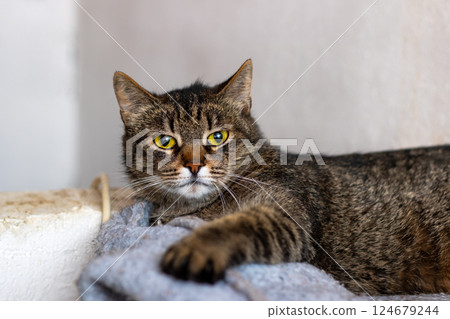 A cat is comfortably laying on a cozy blanket, gazing at the camera 124679244