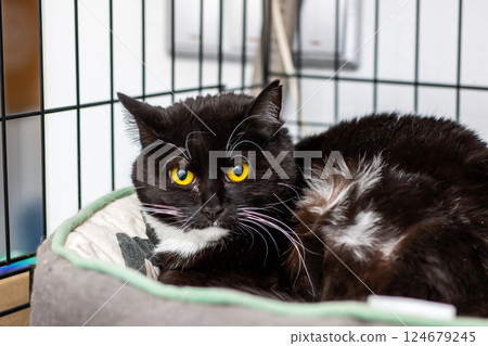 A sleek black cat with striking yellow eyes is currently laying in a cage A sleek black cat with striking yellow eyes is currently laying in a cage 124679245