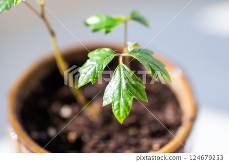 A small, vibrant plant with lush green leaves is growing in a pot A small, vibrant plant with lush green leaves is growing in a pot 124679253