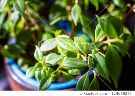 A closeup photo of a plant with green leaves in a blue pot 124679275