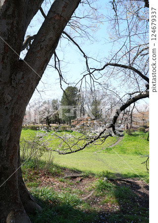 Cherry blossoms at Musashino Park Cherry blossoms at Musashino Park 124679337