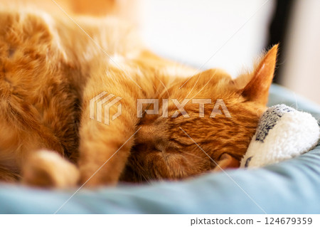 A detailed close up image of a cat peacefully sleeping on a bed 124679359