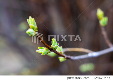 A detailed close up view of a tree branch featuring new green buds A detailed close up view of a tree branch featuring new green buds 124679363