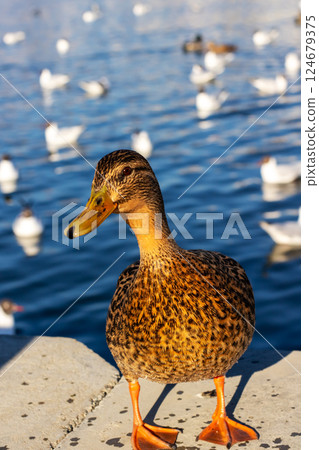 A duck with a yellow beak stands confidently by a large pond A duck with a yellow beak stands confidently by a large pond 124679375