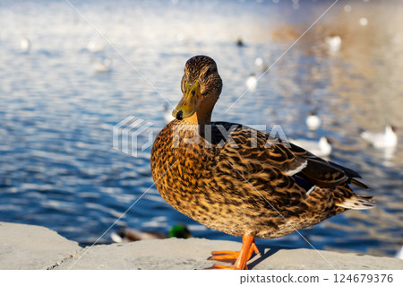 A duck is standing on a ledge that is situated near a body of water 124679376