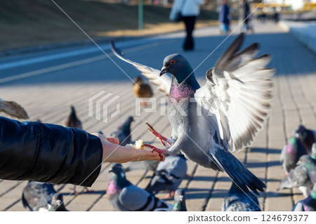 A person is currently feeding a pigeon with a small piece of food 124679377