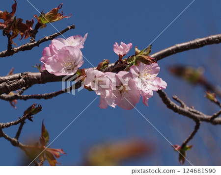 裡櫻花並排盛開(枝頭的粉紅色櫻花) 裡櫻花並排盛開(枝頭的粉紅色櫻花) 124681590