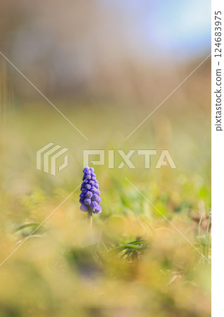 Muscari 124683975