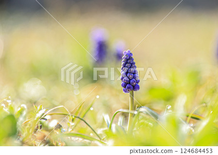 Muscari Muscari 124684453