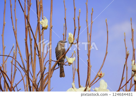 A bulbul perched on a tree 124684481