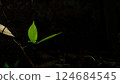 Green leaves under the shade of a big tree 124684545
