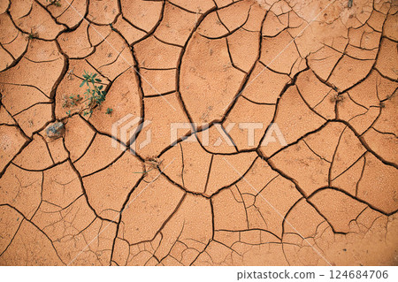 Takir, takyr soil and green plant in desert 124684706