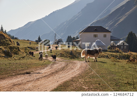A herd of yaks grazing in a meadow A herd of yaks grazing in a meadow 124684712