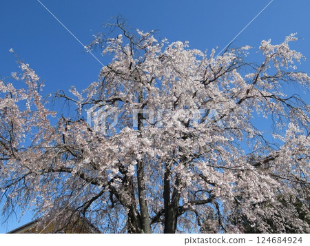 名菜之裡 名菜之裡 124684924