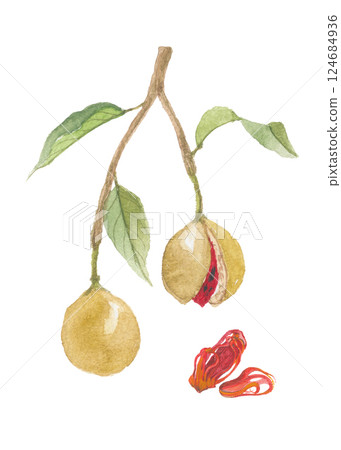 Nutmeg and mace painted in watercolor 124684936