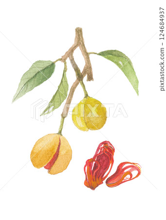 Nutmeg and mace painted in watercolor 124684937