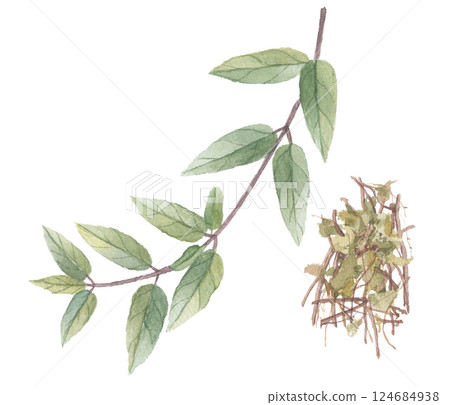 Watercolor paintings of honeysuckle, kudzu, honeysuckle, and honeysuckle 124684938