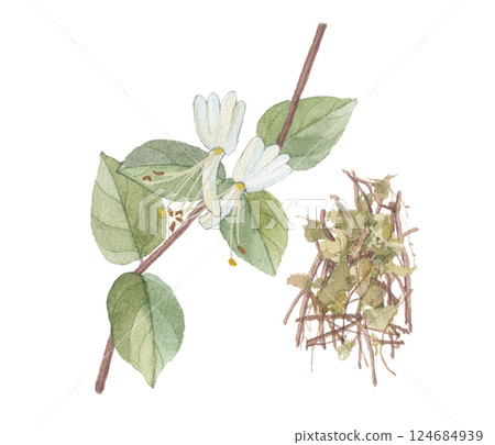 Watercolor paintings of honeysuckle, kudzu, honeysuckle, and honeysuckle 124684939