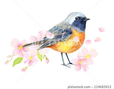 水彩插圖：盛開的知更鳥和櫻花 124685012