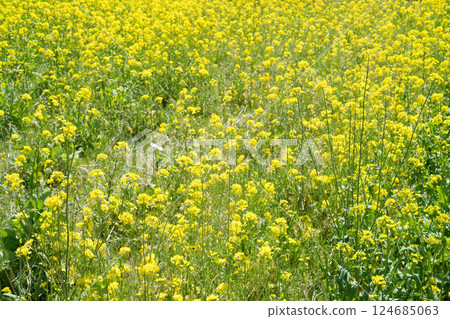 野川油菜花田 野川油菜花田 124685063