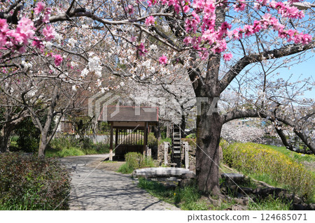 Waterwheel and cherry blossoms on the Nogawa River Waterwheel and cherry blossoms on the Nogawa River 124685071