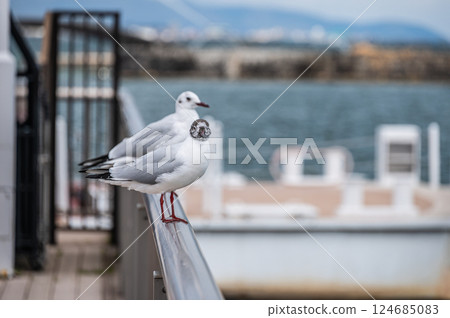 滋賀縣大津市琵琶湖大津港,換上夏羽的紅頭鷗 滋賀縣大津市琵琶湖大津港,換上夏羽的紅頭鷗 124685083