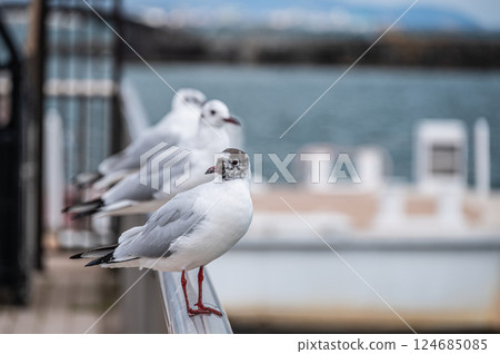 Black-headed gulls changing into their summer plumage, Otsu Port, Lake Biwa, Otsu City, Shiga Prefecture 124685085