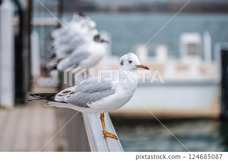 Black-headed Gull, Otsu Port, Lake Biwa, Otsu City, Shiga Prefecture Black-headed Gull, Otsu Port, Lake Biwa, Otsu City, Shiga Prefecture 124685087
