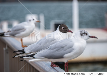 滋賀縣大津市琵琶湖大津港的紅嘴鷗夏季羽毛 滋賀縣大津市琵琶湖大津港的紅嘴鷗夏季羽毛 124685088