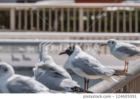 Summer plumage of a black-headed gull, Otsu Port, Lake Biwa, Otsu City, Shiga Prefecture 124685091