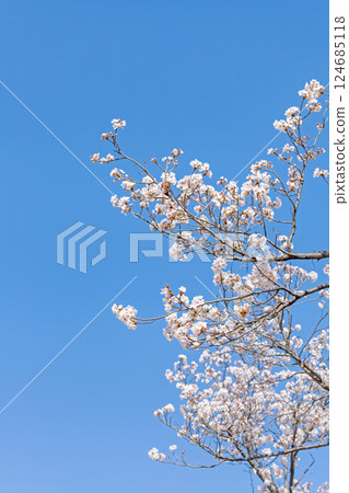 Cherry blossoms in full bloom along the restful Sakura-namiki street [Minami-Alps City] 124685118