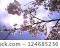 Aso District, Nishihara Village, Kawara_Cherry blossoms along the Kiyama River 124685236