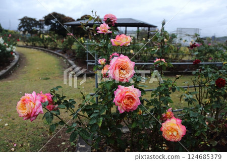 Arao City Ominous Citizen Flower Bed Rose Flower, 124685379