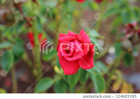 荒尾市少女公民花壇玫瑰花， 124685395