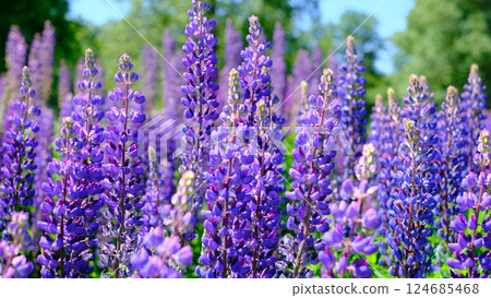 Field of blooming purple lupine flowers under a bright summer sky. 124685468